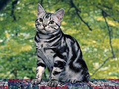 Silver Tabby